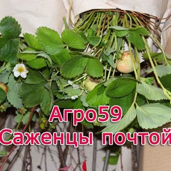 Как правильно собирать урожай